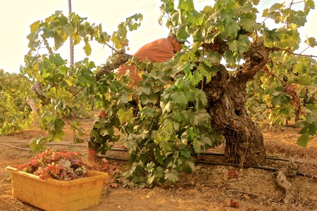 Healthy grapevine in Lodi vineyard with ripe grapes in a yellow container.