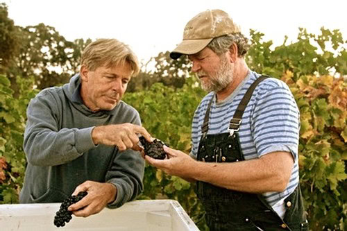 Two men inspecting grapes in a vineyard during harvest at Lodi Winegrape Commission.