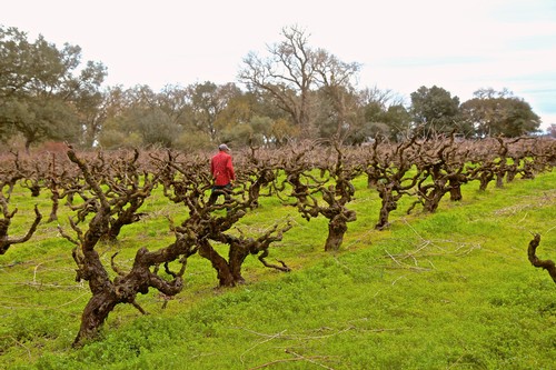 Vineyard with gnarled grapevines and a person in a red jacket in Lodi, California.