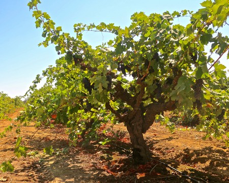 Grapevine in a Lodi vineyard with lush green leaves under a clear blue sky.