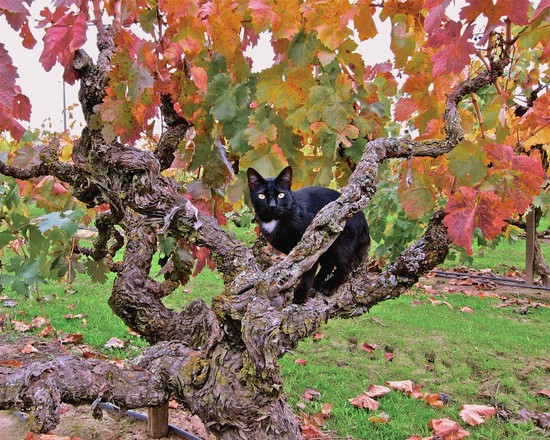 Black cat perched on gnarled vine branch in a vineyard with colorful autumn leaves.