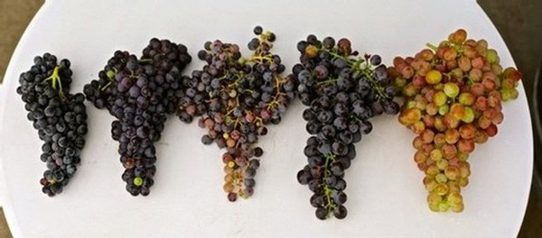 Close-up of ripe winegrape bunches in various colors ready for harvest in Lodi, California.