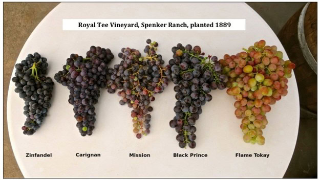Display of five different wine grape varieties at Royal Tee Vineyard, including Zinfandel, Carignan, Mission, Black Prince, &.