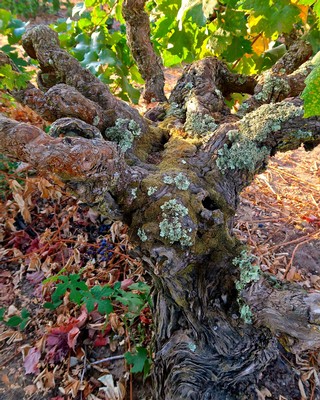 Close-up of a gnarled, moss-covered winegrape vine trunk in a vineyard, with green leaves and sunlight filtering through.