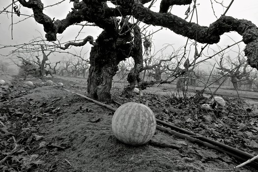 Grapevine in Lodi vineyard with a watermelon on the soil, black and white photo emphasizing the vineyard's natural setting.