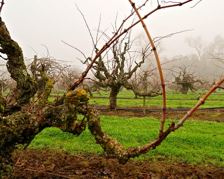 Gnarled wine grapevines in a foggy Lodi vineyard during winter with lush green grass.