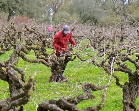 Vineyard worker pruning grapevines in Lodi wine region during spring.