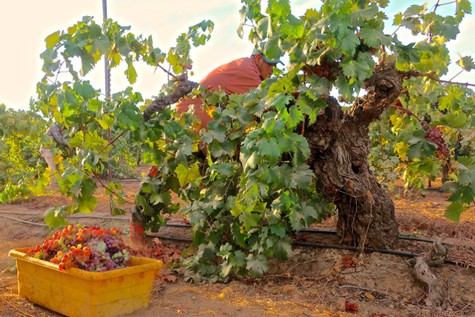Grapevine in a vineyard with a worker harvesting grapes in Lodi, California.