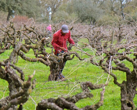 Vineyard worker pruning grapevines in Lodi wine region, California, during spring.