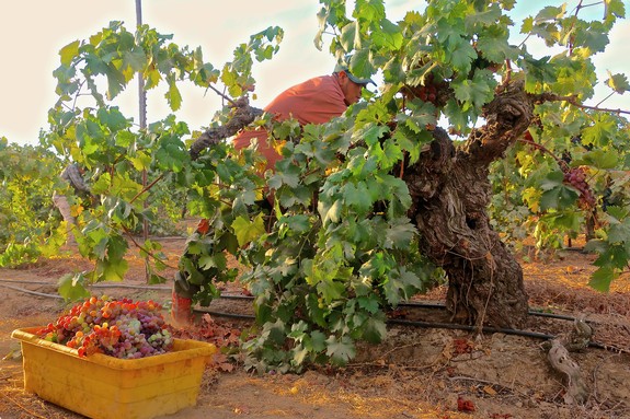 Vineyard worker harvesting grapes from a large, gnarled grapevine in Lodi, California, with a yellow basket of freshly picked.
