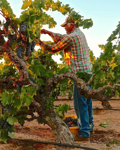 Vineyard worker harvesting ripe grapes in Lodi wine region during sunset.