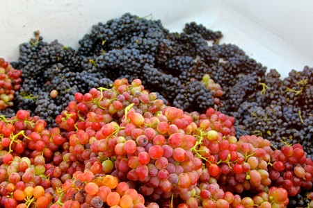 Freshly harvested red and black winegrapes from Lodi Winegrape Commission vineyard.