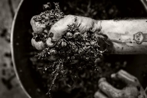 Close-up of a hand holding freshly harvested winegrapes in black and white, showcasing the grape bunches and vineyard work.