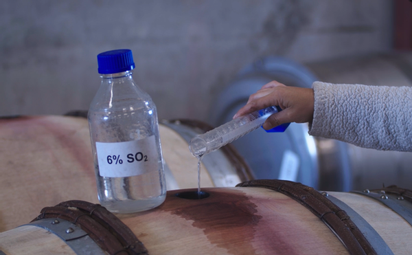 Laboratory testing of wine grapes with a test tube and sulfur dioxide solution in a winery setting.