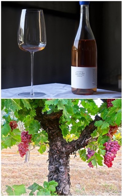 Glass of red wine and wine bottle with vineyard grapevines in background.