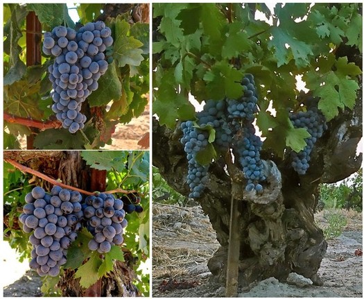 Close-up of ripe blue winegrapes hanging on grapevine in Lodi vineyard.