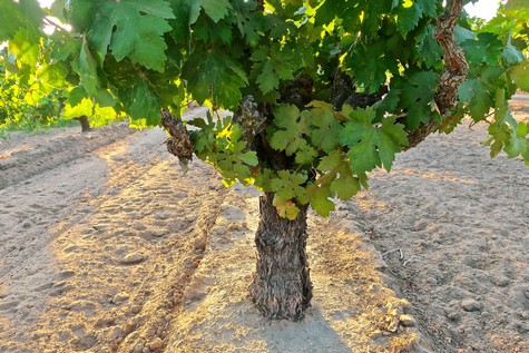 Close-up of a healthy winegrape vine in a vineyard with lush green leaves and a sturdy trunk.