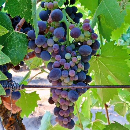 Close-up of ripe purple and green wine grapes on the vine in Lodi, California.