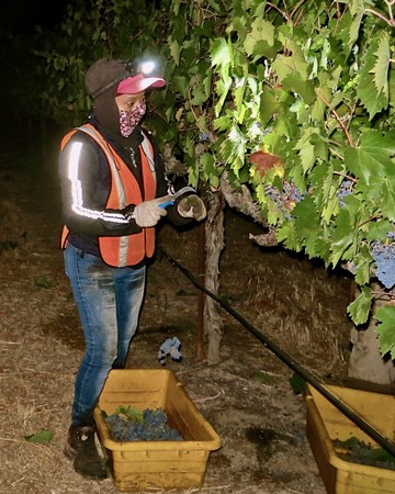 Worker harvesting grapes in a vineyard at night with a headlamp and safety vest.