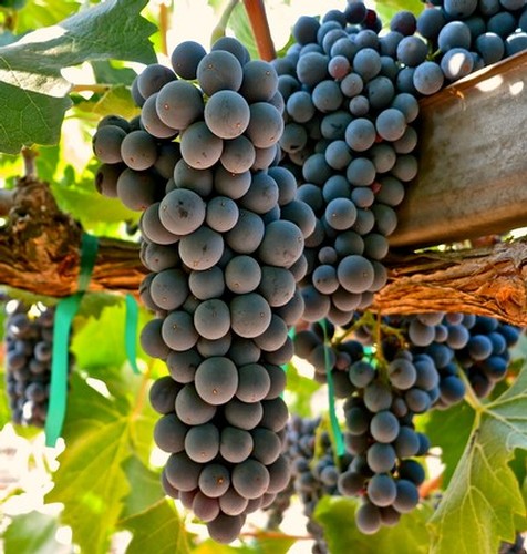 Close-up of ripe dark purple wine grapes hanging on the vine in Lodi, California.