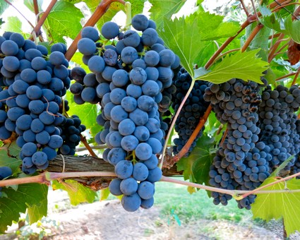 Close-up of ripe blue winegrapes hanging on vine in Lodi wine region, California.