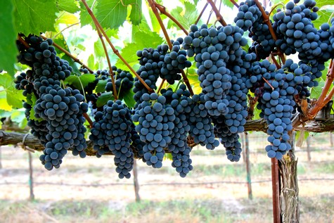 Close-up of ripe dark purple winegrapes hanging on vine in Lodi vineyard.
