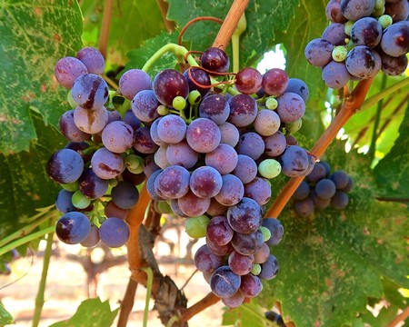 Close-up of ripe purple winegrapes on the vine in Lodi, California, ready for harvest.