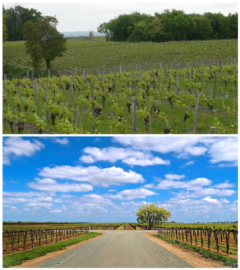 Vineyard landscape in Lodi with rows of grapevines and a dirt road under a blue sky with clouds.