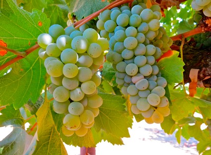 Close-up of ripe green winegrapes hanging on the vine in Lodi, California.