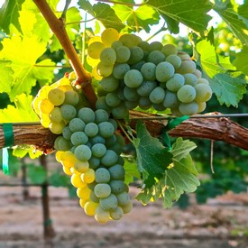 Fresh green winegrapes hanging on vine in Lodi vineyard for wine production.