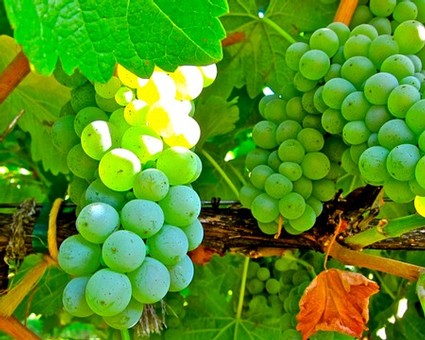 Close-up of green winegrapes hanging on vine in Lodi vineyard, ready for harvest.