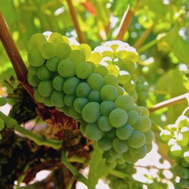 Close-up of a green winegrape cluster on the vine, showcasing healthy grapes ready for harvest.