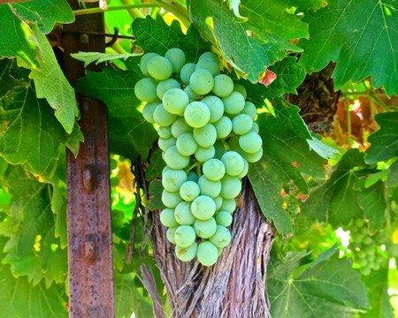 Fresh green winegrapes hanging on vine with lush green leaves in Lodi, California.
