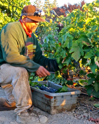 Vineyard worker harvesting ripe grapes in Lodi wine region with sunlight and lush green vines.