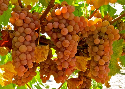 Close-up of ripe pink winegrapes hanging in a vineyard with green leaves.