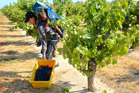 Workers harvesting grapes in a Lodi vineyard during the winegrape season.