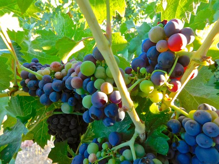 Close-up of ripe and unripe grapes on a vine in Lodi, California, ready for harvest.