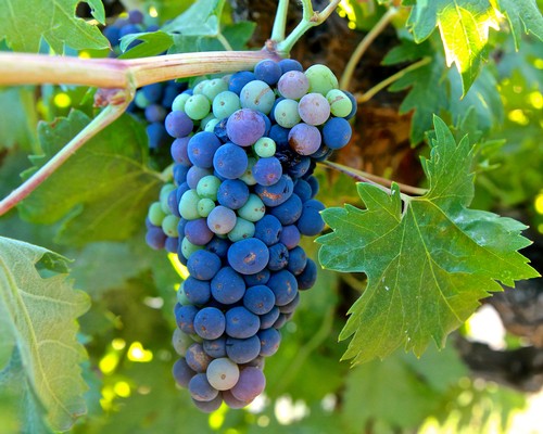 Close-up of a ripe grape cluster on a vine, showcasing various shades of purple and green grapes in a vineyard.