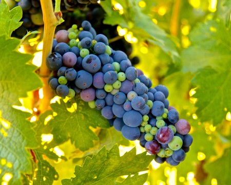 Close-up of ripe and unripe wine grapes on a vine in Lodi, California, ready for harvest.