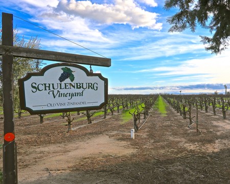 Vineyard scene at Schulenburg Vineyard in Lodi, California, with rows of grapevines and a scenic sky.