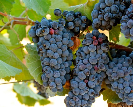 Close-up of ripe dark purple winegrapes on the vine in Lodi, California, ready for harvest.