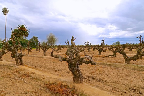 Gnarled wine grapevines in a Lodi vineyard under a cloudy sky, showcasing California's wine-growing region.