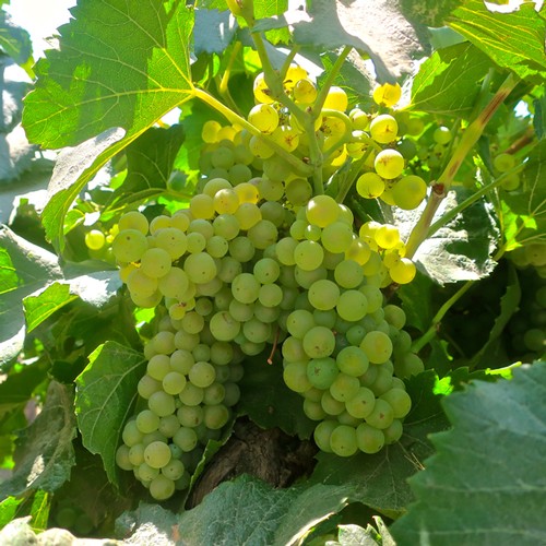 Close-up of a ripe white wine grape cluster on the vine in Lodi, California.