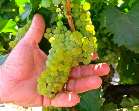 Close-up of a hand holding a bunch of green grapes on a vineyard vine in Lodi, California.