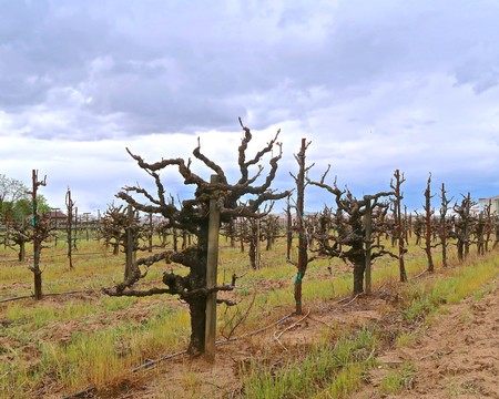 Gnarled, leafless grapevines in a Lodi vineyard under cloudy sky during winter.
