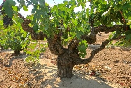Gnarled winegrape vine in Lodi vineyard with lush green leaves and ripe grapes.