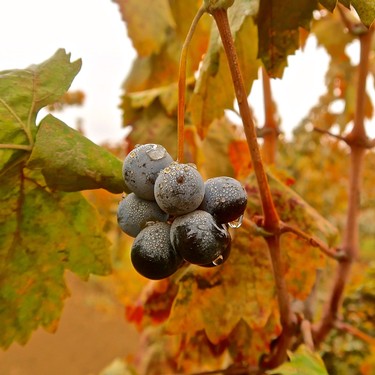 Close-up of ripe dark wine grapes on vine with autumn leaves in background.
