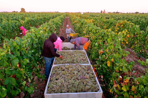 Workers harvest grapes in a lush vineyard for Lodi wine production.