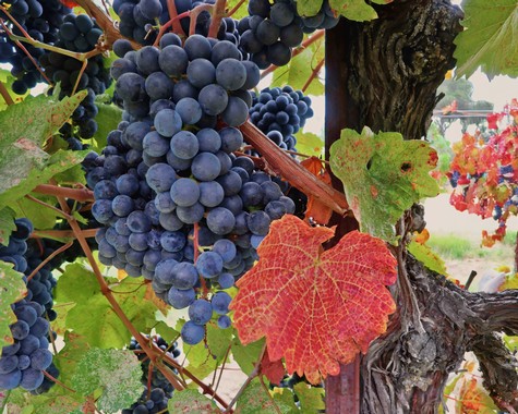 Close-up of ripe dark purple grapes on a vine with colorful autumn leaves in Lodi, California.