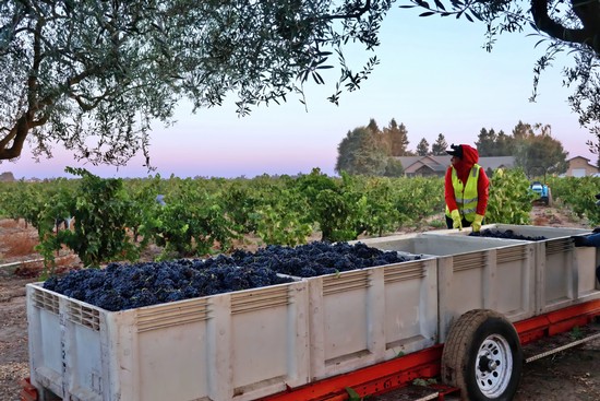 Worker in a high-visibility vest harvesting grapes in a Lodi vineyard at sunset.